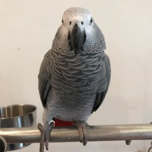 african grey parrot for sale