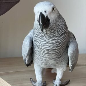 discover african grey parrots – intelligent, social & talkative companions if you’re searching for a smart, affectionate, and engaging bird, our african grey parrots are an exceptional choice. widely recognized as one of the most intelligent parrot species, these birds are famous for their ability to mimic human speech, understand context, and form deep emotional connections. whether you’re new to bird ownership or an experienced enthusiast, an african grey will quickly become a cherished member of your family. why choose an african grey parrot? 🧠 outstanding intelligence: known for building impressive vocabularies and associating words with meaning, actions, and emotions. ❤️ strong emotional connection: they form deep, lasting bonds and thrive on attention and companionship. 🎉 highly interactive: their playful and curious nature makes them incredibly engaging and entertaining pets. striking beauty & unique personality ✨ elegant appearance: smooth grey plumage, bright red tail feathers, and expressive eyes create a truly stunning look. 🌿 gentle yet curious: calm and affectionate with a natural curiosity that keeps life interesting. 🏡 naturally social: they may be shy at first, but quickly grow into loving, loyal companions who enjoy daily interaction. our hand raised african grey parrots we take pride in raising healthy, well adjusted birds: ✔️ hand raised in loving, family environments ✔️ well socialized, tame, and friendly ✔️ vet checked and raised on a nutritious diet ✔️ ready to transition smoothly into their new homes we also provide guidance on care, feeding, and training to help you and your new companion start off right. a companion for life african grey parrots are long lived birds, often reaching 40–60 years with proper care. their intelligence, personality, and loyalty make them one of the most rewarding companions you can own. find your perfect parrot today browse our available african grey parrots and bring home a feathered friend that will grow, learn, and bond with you for years to come. 🐦❤️