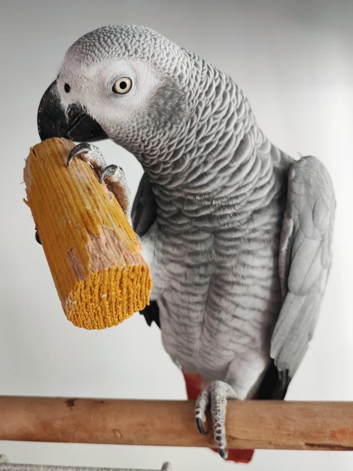 A captivating close-up of a grey parrot perched indoors holding a textured wooden toy.