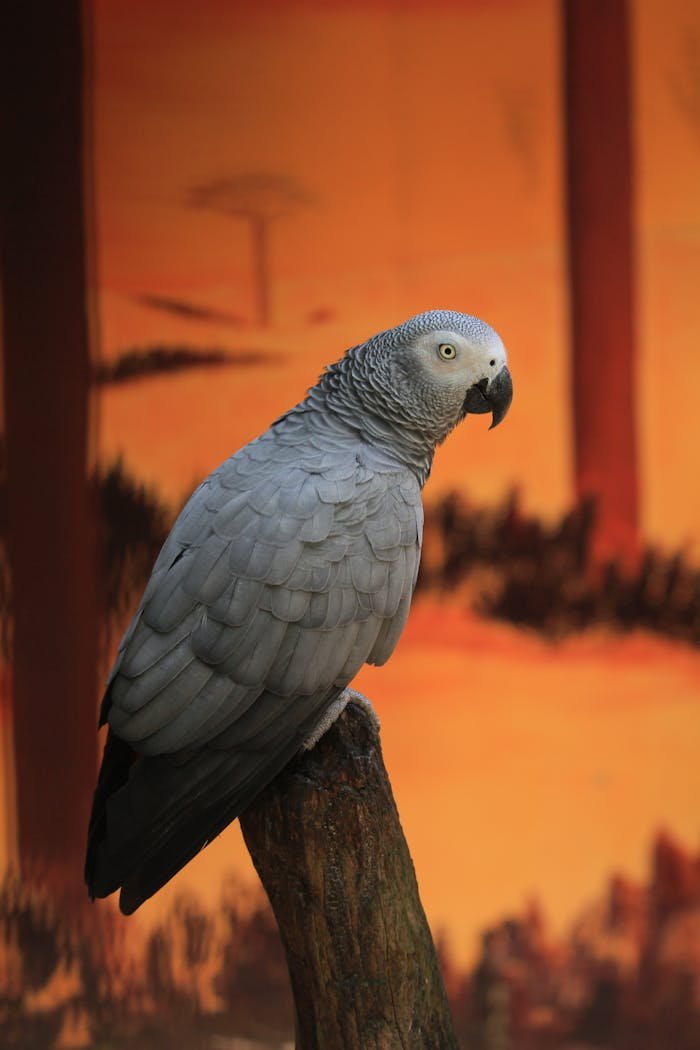 Close-up of an African grey parrot against a warm, artistic background.