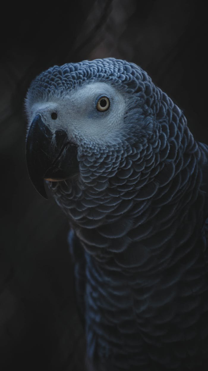 Captivating portrait of an African Grey Parrot with striking details and muted tones.