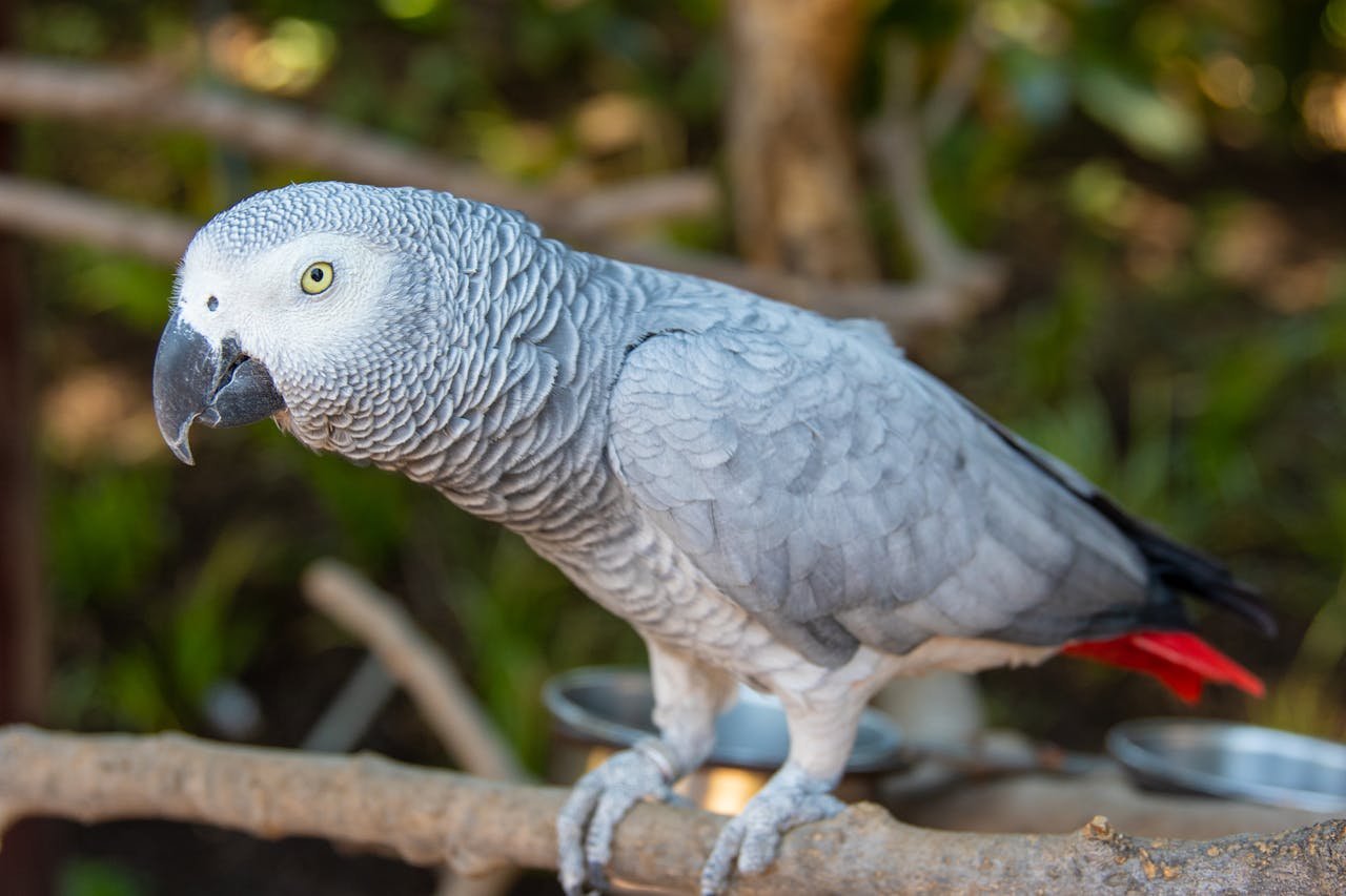 Detailed shot of an African Grey Parrot perched on a branch with blurred natural background.