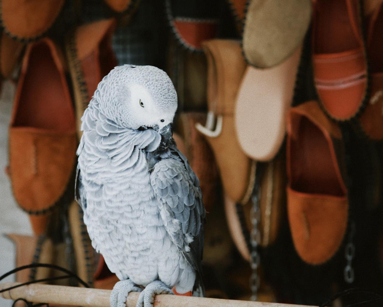 Charming African Grey Parrot perched in front of hanging leather shoes, in a cozy indoor setting.
