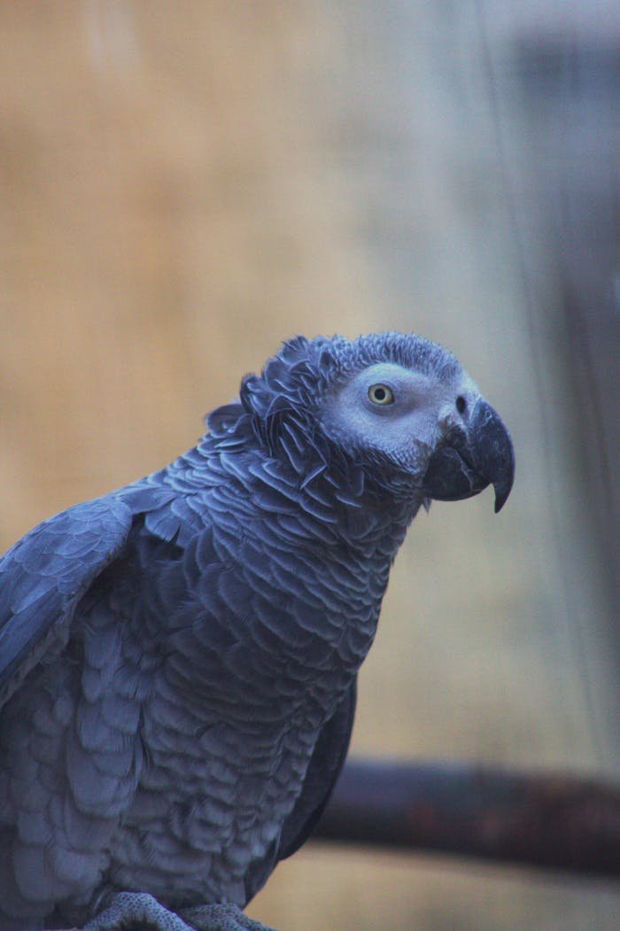 Portrait of an African Grey Parrot showing feather details and curiosity.