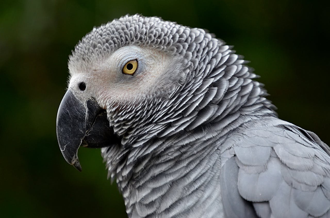 Detailed close-up image of an African Grey Parrot showcasing its striking grey plumage and intense gaze.