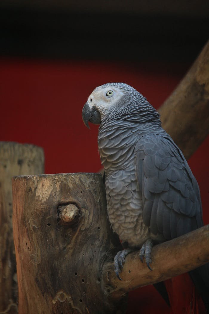 Close-up of an African Grey Parrot perched on a tree branch, showcasing detailed feathers.