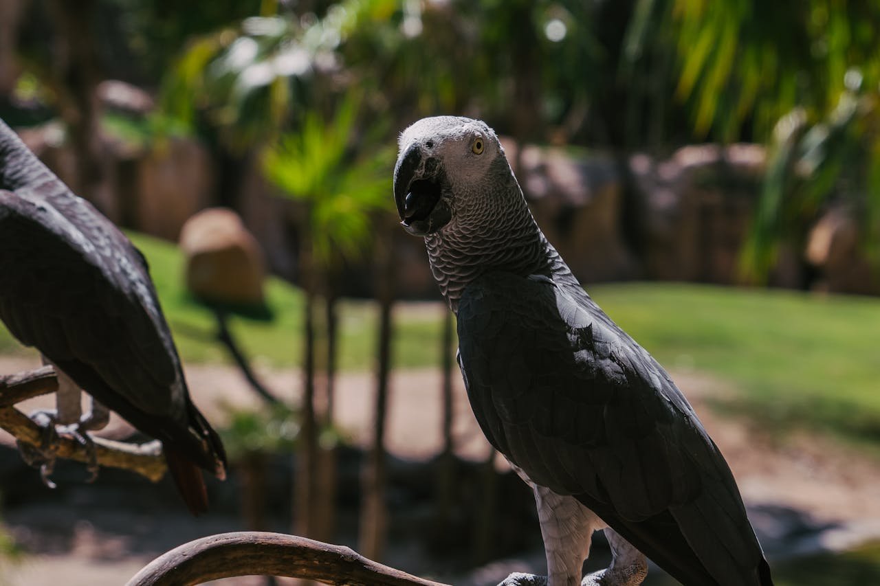 A striking close-up of an African grey parrot perched outdoors with lush greenery in the background.